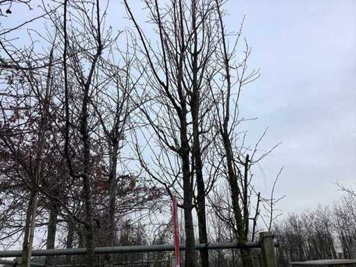 Ornamental cherry - Ornamental tree