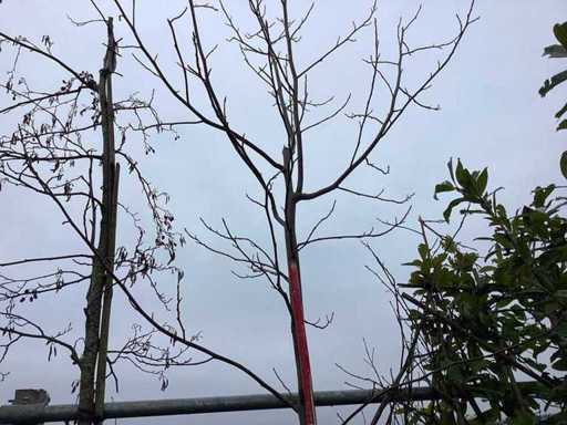 Tulpenbaum – Formbaum