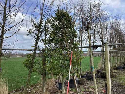 Portuguese Laurel - Topiary Tree (2x)
