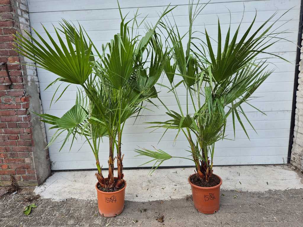 2x Meksykańska Palma Wachlarzowa - Washingtonia Robusta - Drzewo Śródziemnomorskie - wysokość ok. 150 cm