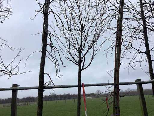 Japanese Ornamental Cherry - Topiary Tree