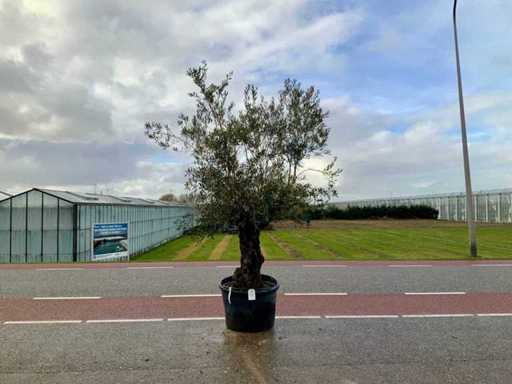 Olijfboom (Olea Europaea Lessini)
