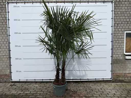 Chinese fan palm double stem - Trachycarpus Fortunei - height approx. 300 cm 