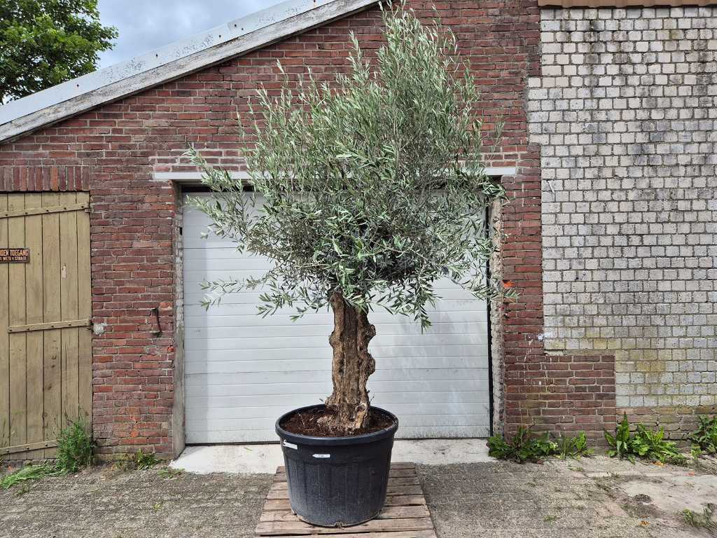Bonsaï d’olivier - Olea Euopaea - hauteur env. 300 cm