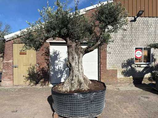 Bonsai ramificato d'ulivo XL - Olea Europaea - circa 100 anni - altezza circa 280 cm