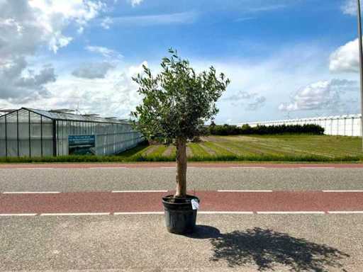 Drzewo oliwne (Olea europaea lessini)