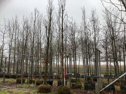 Dąb kolumnowy – Drzewo Topiary