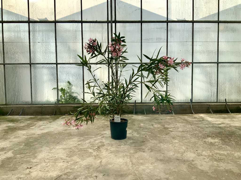 oleandru roz (Nerium Oleander)