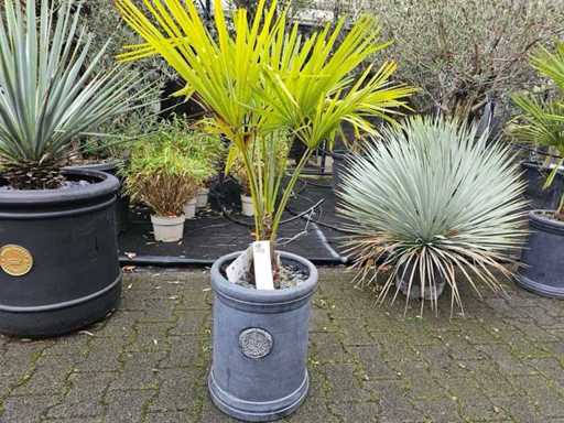 Palmier de cânepă rezistent (Trachycarpus) într-un ghiveci decorativ