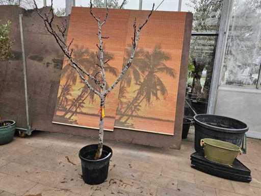 Winterharter Feigenbaum (Ficus carica) - Mediterraner Fruchtgenuss