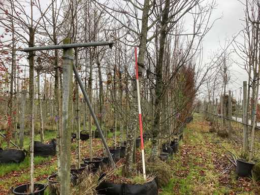 Lipa drobnolistna – drzewo alejowe