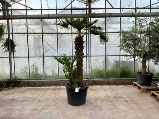 Palmboom meerstammig (Chamaerops Humilis)