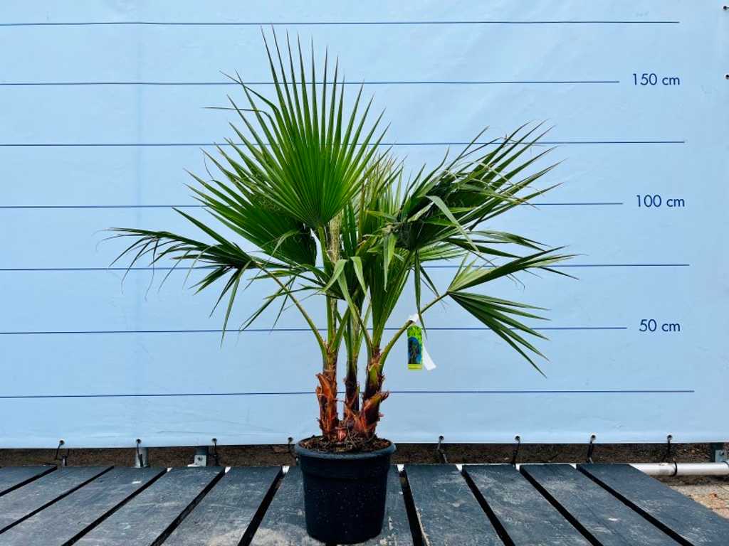 Washingtonia robusta 130cm multi-tiges