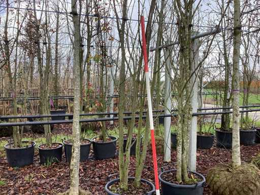 Japo?ska wi?nia ozdobna – drzewo wielo?odygowe