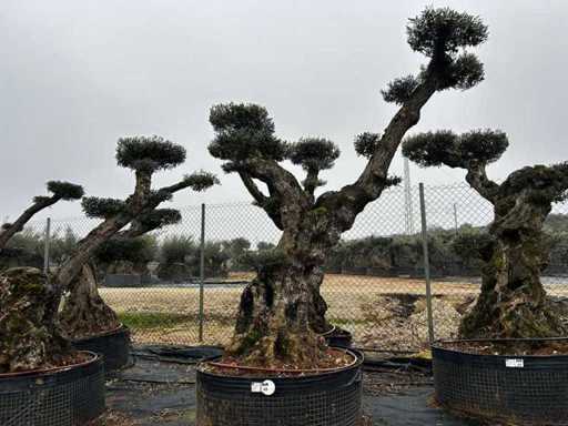 Jubiläums-Olivenbäume – Olea Europea Pom Pom Secolare