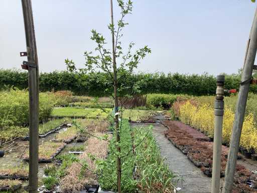 Sierstruik - Liquidambarstruik (x1)