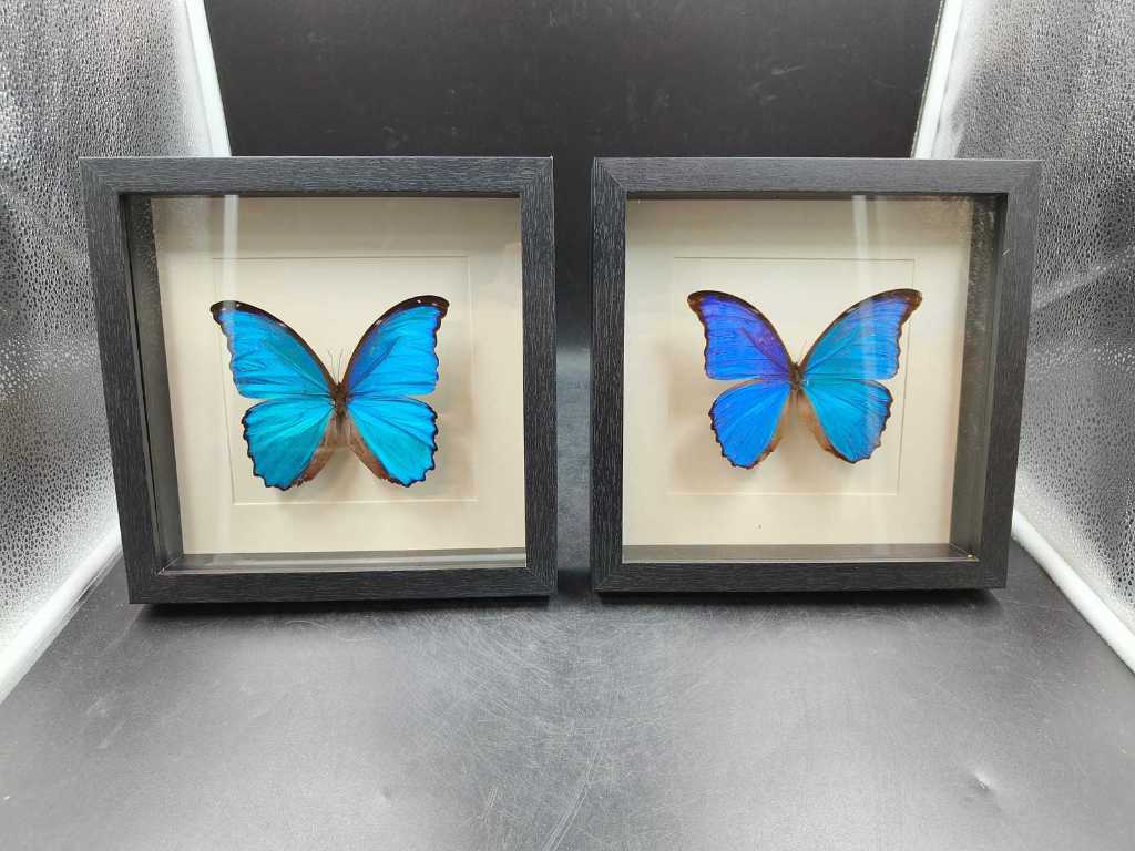 Real butterfly in frame (2x)