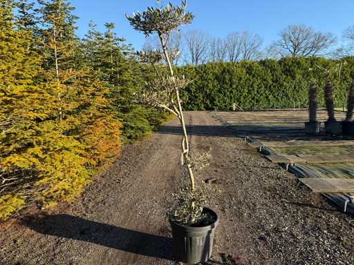 Olea Europaea - Olive Tree Pon Pon 210cm