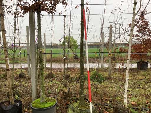 Carpen - Arbore topiar (2x)