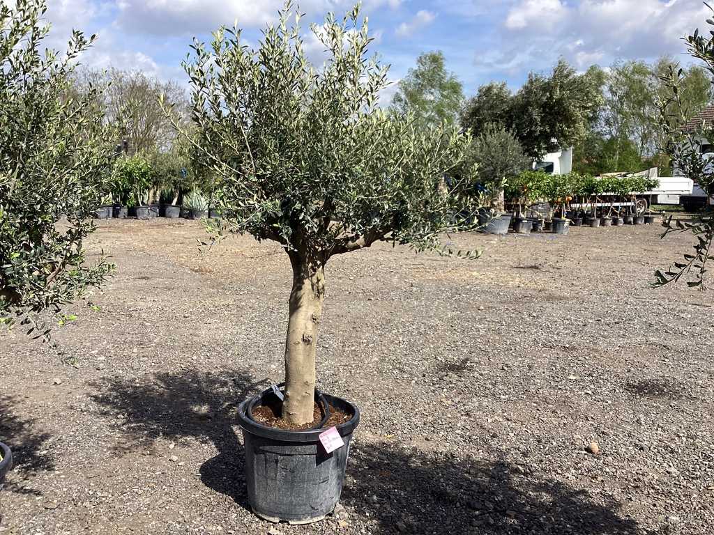 Olivenbaum (Winterhart)