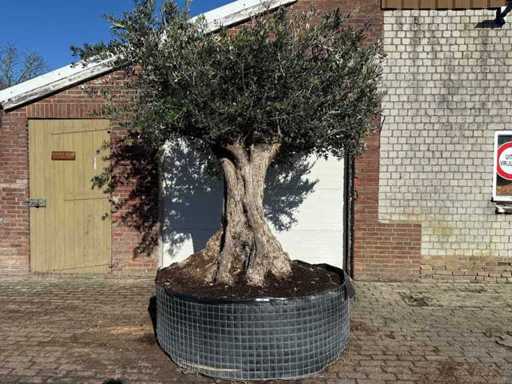 Olive tree bonsai XXL - Olea Europaea - approx. 250 years old - height approx. 290 cm