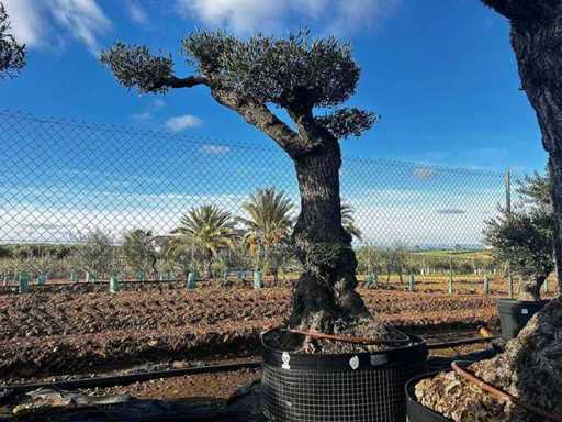 Olea Europea Pom Pom Secolare