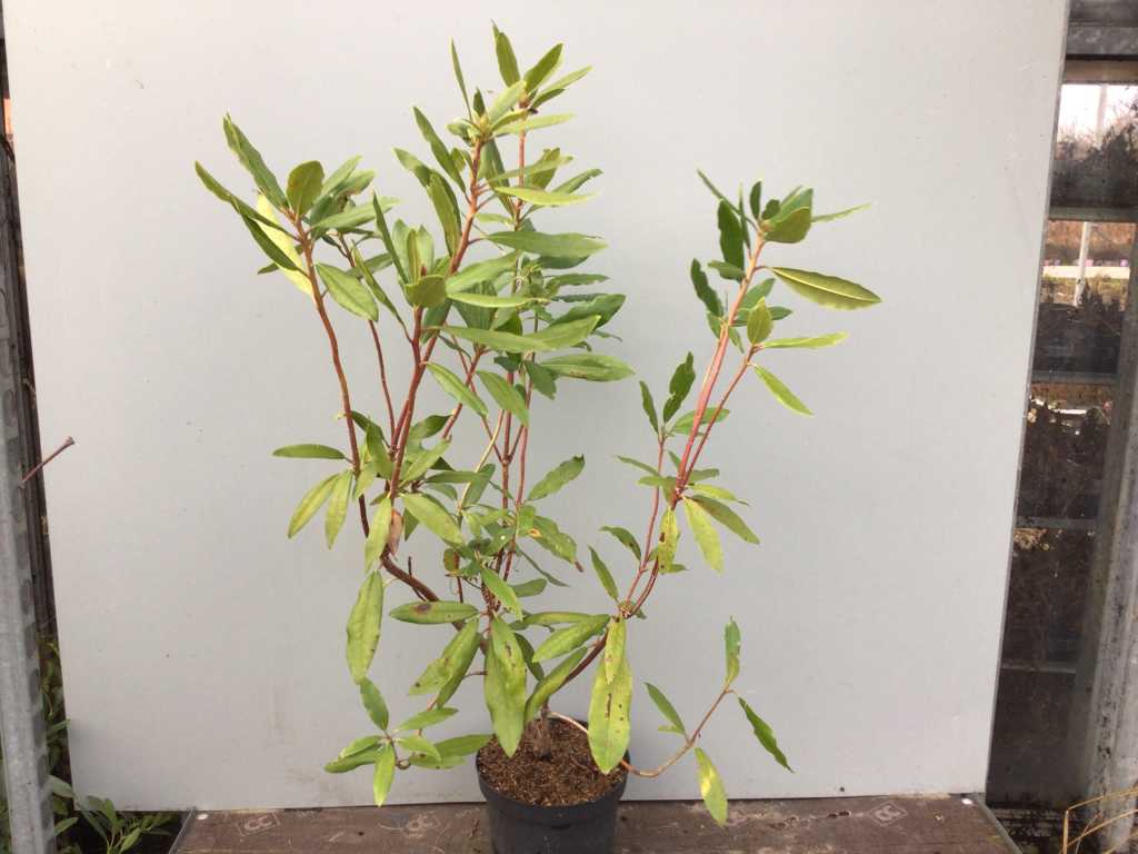 50 Rhododendron ponticum 80-100