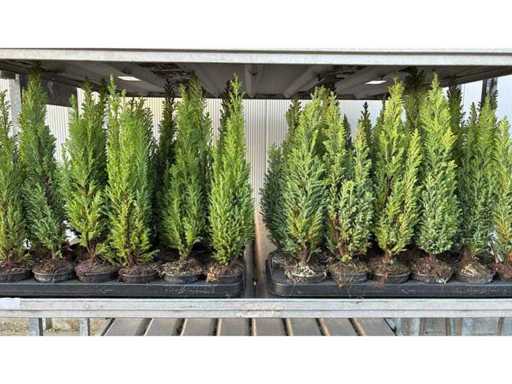 Haagdennen Haag (36x)