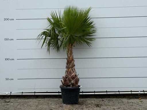 Palma a ventaglio messicana - Washingtonia Robusta - altezza circa 200 cm