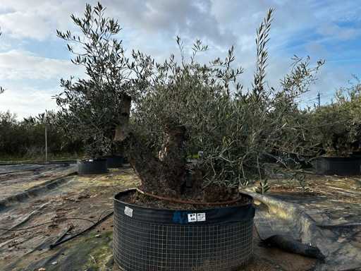 Olijfboom - Olea Europea 