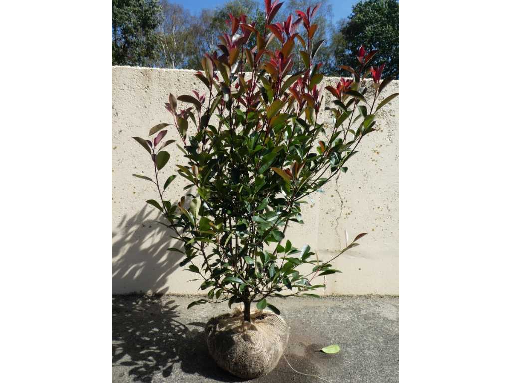 Photinia Red Robin arancione messicana 100-120 cm (40x)