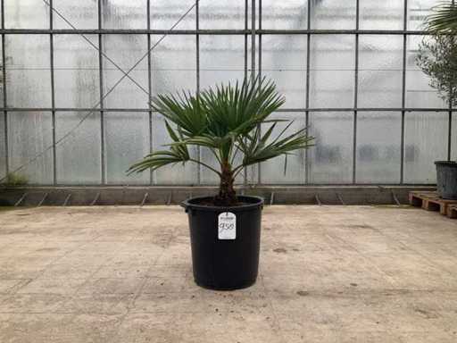 Palma (Trachycarpus fortunei)