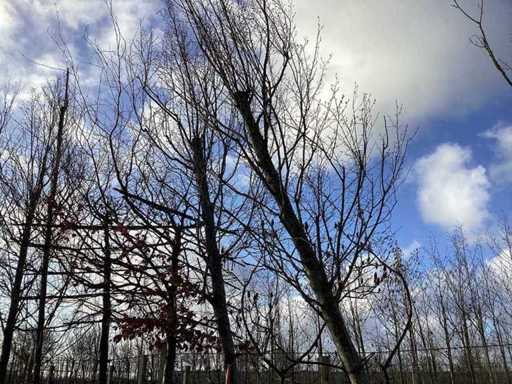 haagbeuk - Vormboom (2x)