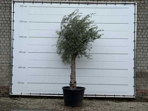 Granoli de măslin Hojiblanca - Olea Europaea - aprox. 60 de ani - înălțime aprox. 250 cm