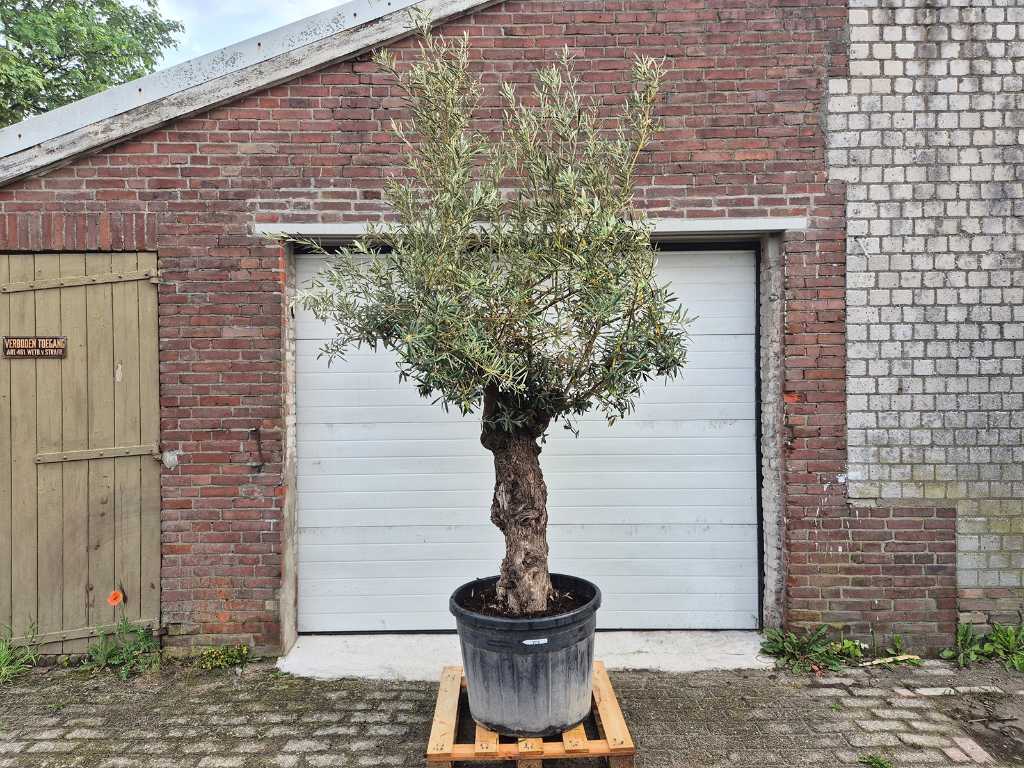 Olivenbaum Bonsai - Olea Euopaea - Höhe ca. 250 cm