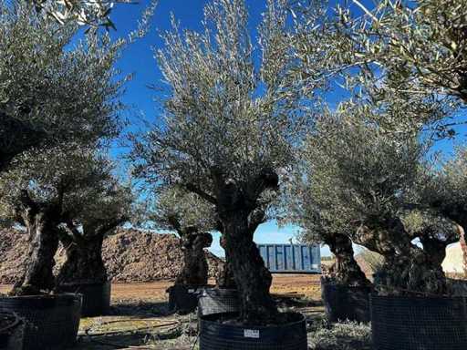 Centuries-old olive tree in basket