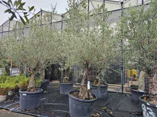 Prachtige olijfboom (100-120 jaar) - robuust en sterk van karakter