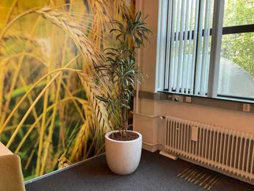 Hydroponische Pflanze mit Topf