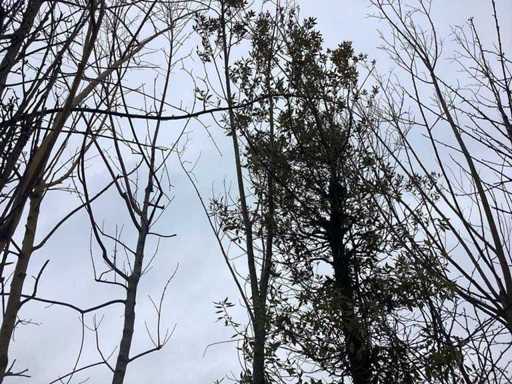 Pollard Weide – Formschnittbaum