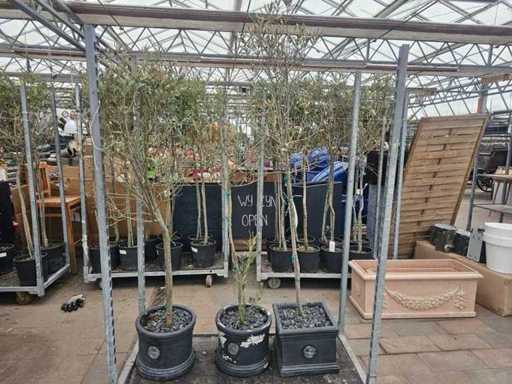 3er Set winterharte Olivenbäume in dekorativen Anthrazit-Töpfen