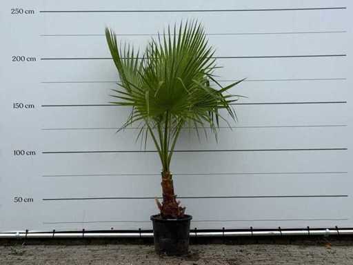 Palma a ventaglio messicana - Washingtonia Robusta - altezza circa 210 cm