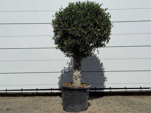 Olijfboom bolvorm L - Olea Europaea - ca. 40 jaar oud - hoogte ca. 180 cm