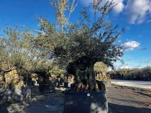  Olijfboom in een voorbeeldige mand