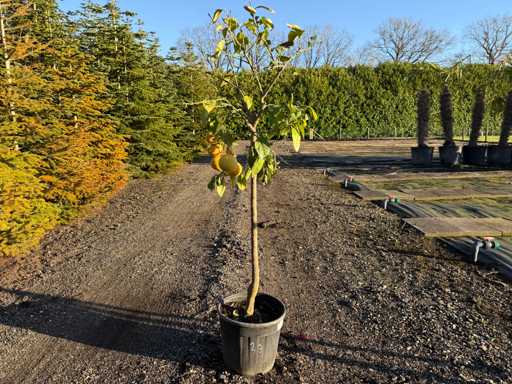 Citrus Paradisi - Grapefruit Tree 150cm