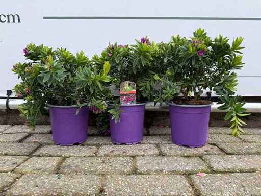 3x Wingflower - Polygala Myrtifolia - hauteur environ 30 cm