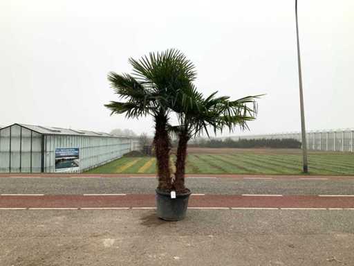 Wielopniowa palma (Trachycarpus fortunei)