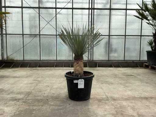 Palme (Yucca rostrata)