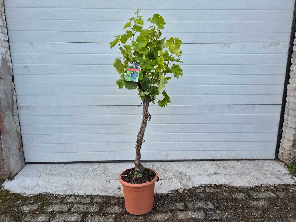 Vigne - Vitis Vinifera - Arbre fruitier - hauteur env. 120 cm