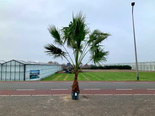 Palmboom (Washingtonia Robusta)