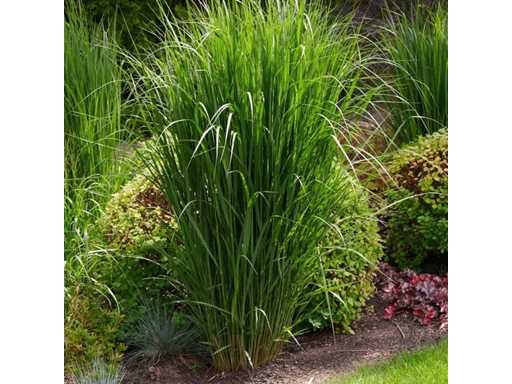 Siergras virgatum (4x)